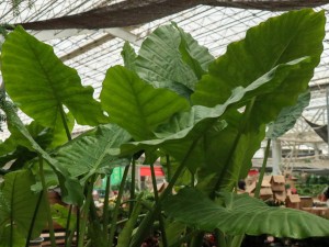 水培滴水观音能养鱼吗