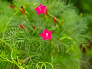 茑萝的应用价值