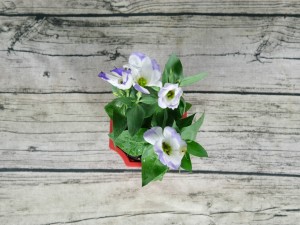 洋桔梗这样水养，又美又仙！