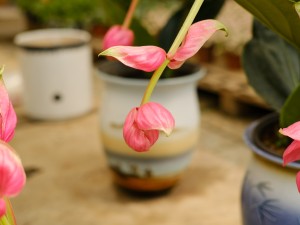 宝莲灯的叶子发黄怎么办