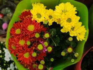 送菊花代表什么意思