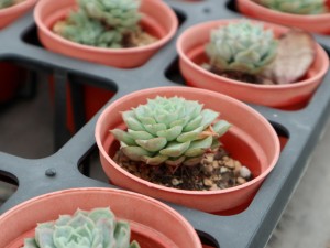 多肉徒长了是什么原因