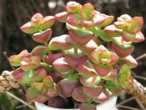 多肉钱串子中间枯萎怎么回事？钱串子中间叶子干枯怎么办？