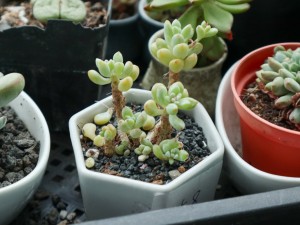 乙女心变黄怎么办