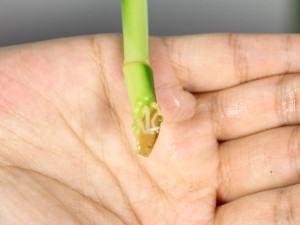 水培富贵竹叶子发黄怎么办