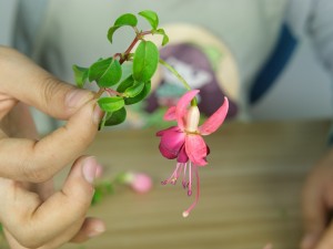 倒挂金钟的花语