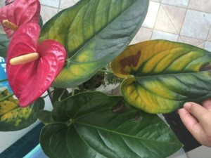 红掌叶子发黄焦边干枯是怎么回事？