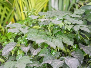 幸福树的风水应用