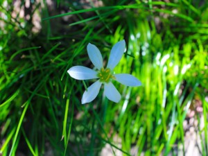 葱兰的水培方法