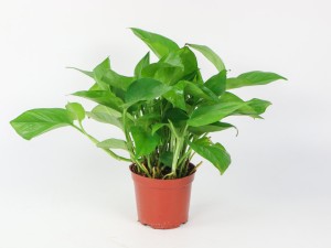 绿萝有什么寓意