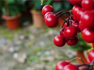 朱砂根（富贵籽）常见问题及解答