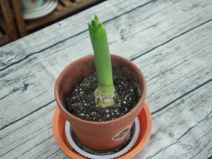 风信子长太高什么原因