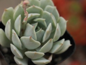 吉娃莲养在家中有什么好处