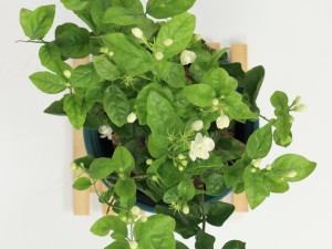 茉莉的修剪方法