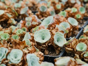 山地玫瑰的繁殖方法