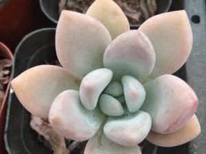 多肉植物奥普琳娜的冬季养护