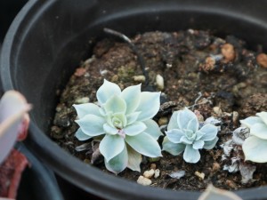 多肉在初夏怎么养