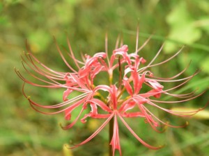 石蒜的功效与作用