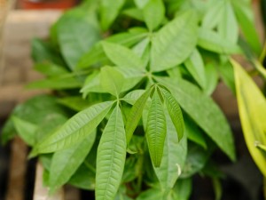 发财树多少钱，发财树价格