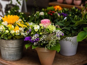 欧石楠的花语及传说