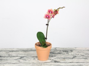 蝴蝶兰如何施肥