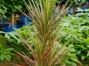 千年木叶子下垂枯萎，掉叶子怎么办