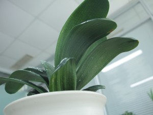 君子兰为什么不开花