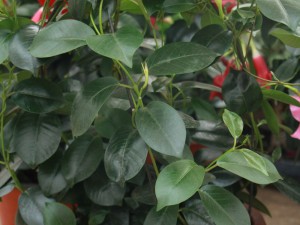 飘香藤叶子为什么发黄