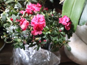 杜鹃花为什么不开花