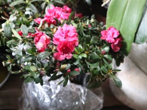 杜鹃花春天怎么养