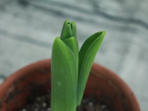 风信子夹箭怎么办