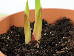 怎么挑选唐菖蒲种球