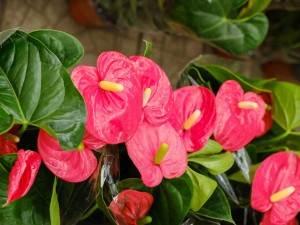 红掌的叶子出油是怎么回事