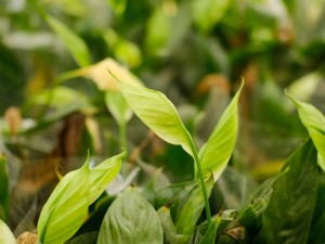 白掌是什么植物