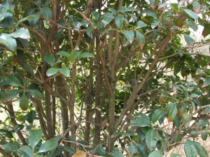 桂花茶的功效与作用，桂花泡茶有什么好处