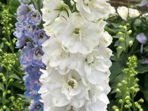 翠雀的功效和作用