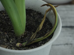 风信子怎么分球