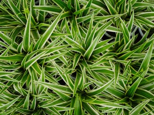 银边吊兰叶子发软下垂怎么办