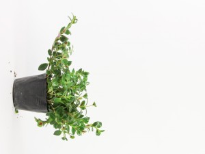 金鱼吊兰叶子发黄怎么办