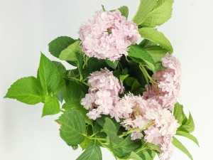 绣球花叶子发白是怎么回事，怎么治