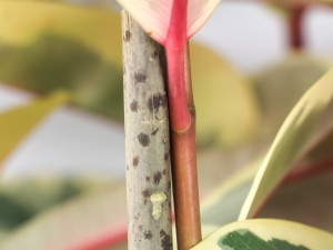 橡皮树的作用与功效