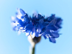 矢车菊有毒吗，能在家里养吗