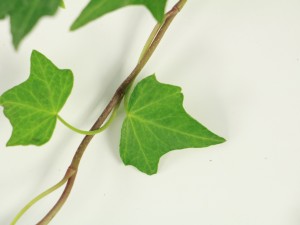 常春藤叶子发黑怎么办