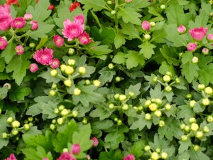 木菊花掉骨朵儿咋回事