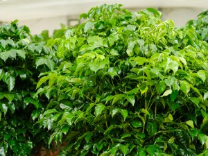 绿宝掉叶子还能长吗