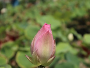 荷花的花语和寓意，有什么传说故事