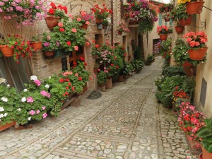 蔷薇花怎么不开花