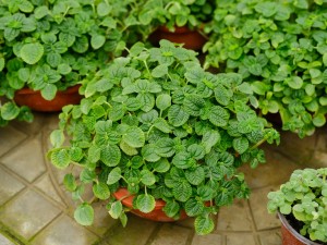 吸毒草的作用有哪些