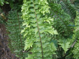 波斯顿蕨叶子发黄的五大原因