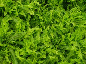 波斯顿蕨的功效和作用